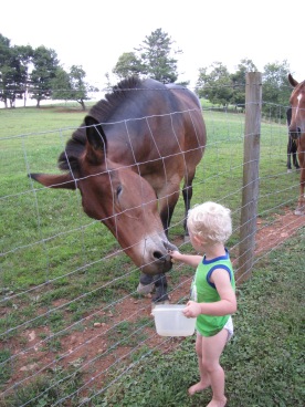 My son feeding a mule that was 100 times his size at a friend's house the other day