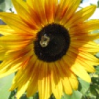 The bumble bees love the sunflowers